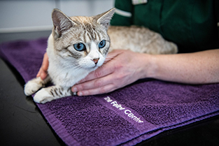 Ginger and white cat on table being held by veterinary nurse